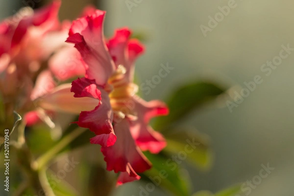 Obraz Blooming Adenium flower close-up. Adenium somalense. The succulent is blooming.