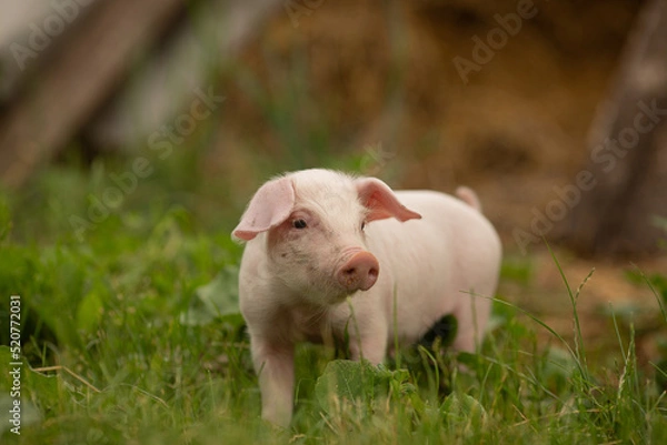 Obraz cutie and funny young pig is standing on the green grass. Happy piglet on the meadow, small piglet in the farm posing on camera on family farm. Regular day on the farm