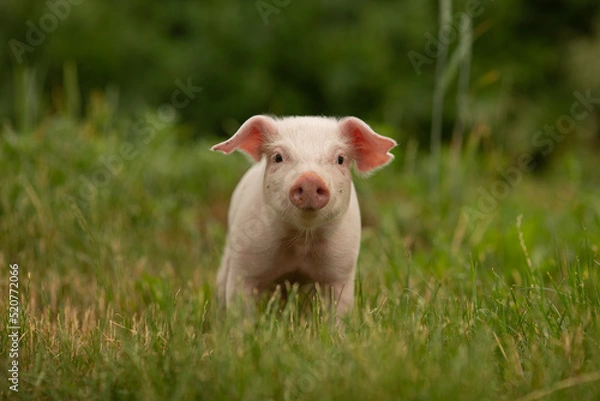 Obraz cutie and funny young pig is standing on the green grass. Happy piglet on the meadow, small piglet in the farm posing on camera on family farm. Regular day on the farm