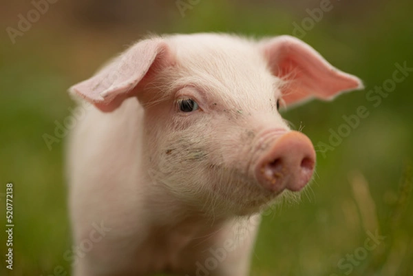 Obraz cutie and funny young pig is standing on the green grass. Happy piglet on the meadow, small piglet in the farm posing on camera on family farm. Regular day on the farm