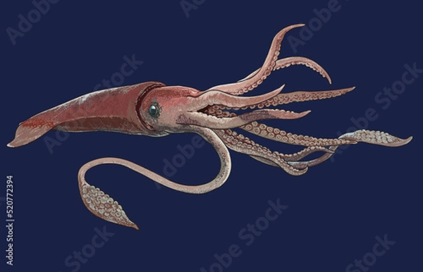 Obraz Drawing giant sguid, exotic, rare, art.illustration, vector