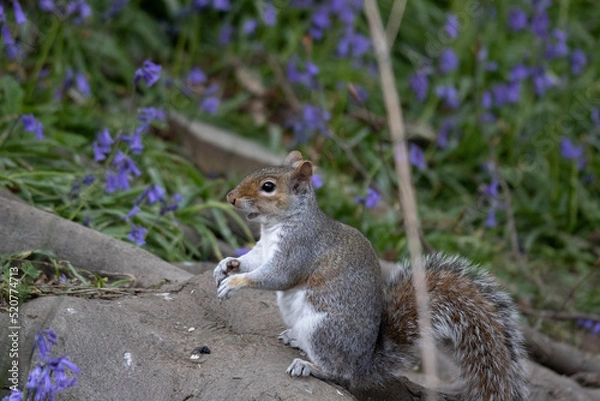 Obraz squirrel eating nut
