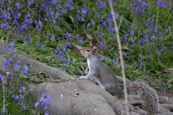 Obraz Squirrel pondering life
