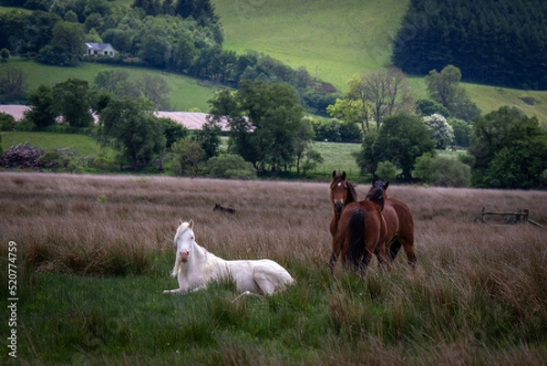 Obraz Horses in field
