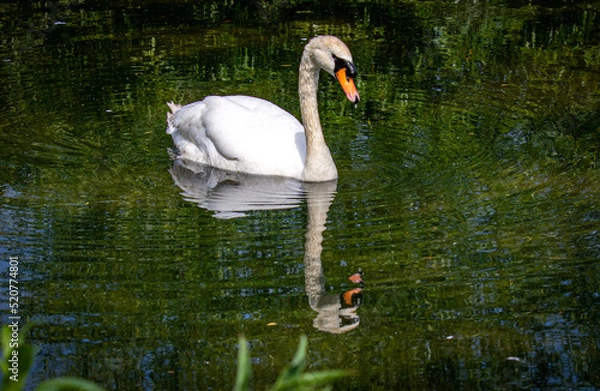 Obraz Swan reflected in lake