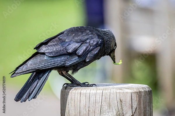 Obraz Crow eating bug
