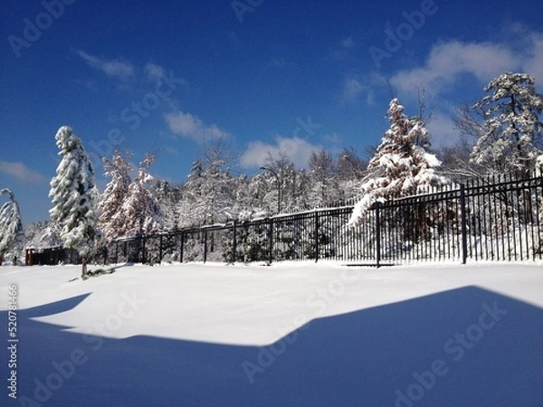 Obraz snow covered trees