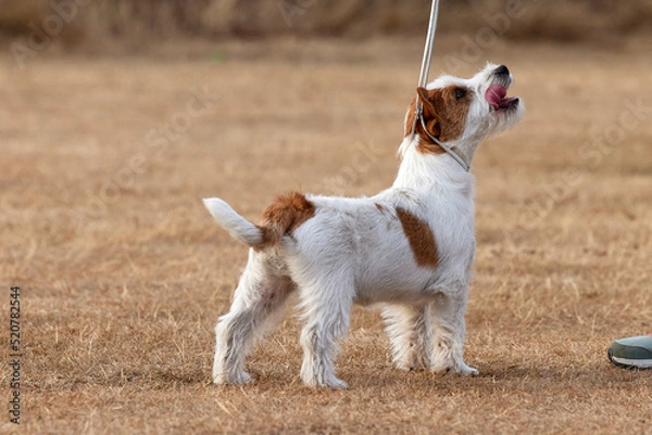 Fototapeta A Jack Russell Terrier puppy in training at ringcraft classes, looking up at owner with tongue out