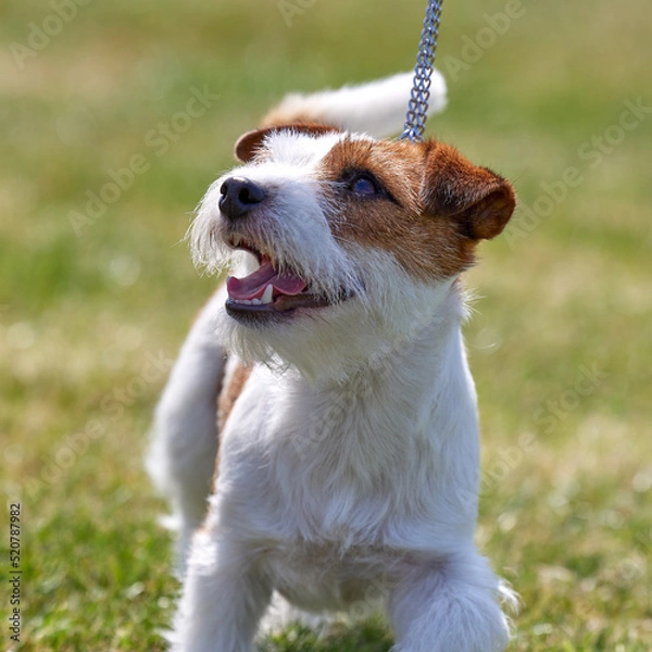 Fototapeta A small tan and white Jack Russell Terrier in the ring at a dog show, , close up looking up at owner, showing movement, expression and personality