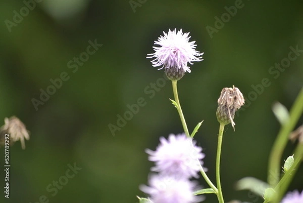 Fototapeta бурьян