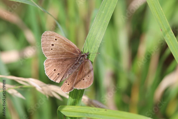 Obraz Butterfly on grass