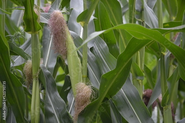 Obraz кукуруза,царица полей!
