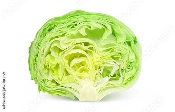 Obraz レタス イラスト リアル