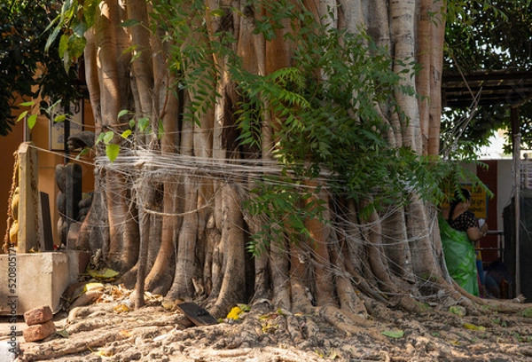 Fototapeta A ritual with a white thread around peepal(sacred) tree in the Shivalay