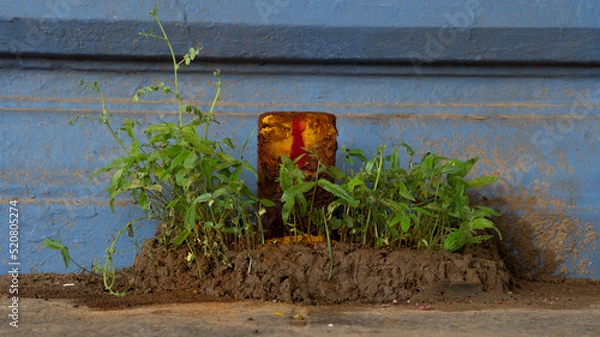 Fototapeta A perspective god with small plants