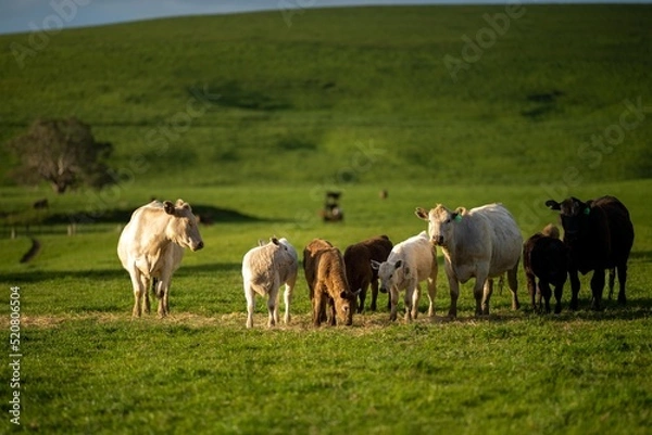 Fototapeta dairy cows grazing in an agricultural field. sustainable agriculture practiced with regenerative and organic food production methods