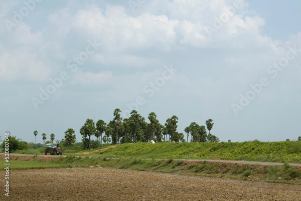 Fototapeta A beautiful landscape with palm trees