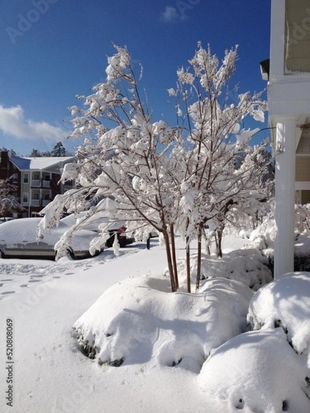 Fototapeta winter landscape with trees