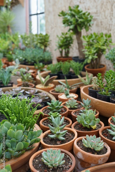 Fototapeta Big variety of green organic pot-plants designed to diversify home interior placed on counter in store. Large assortment of succulents planted in big and small brown pots in flower shop closeup