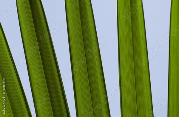 Obraz Palm leaves