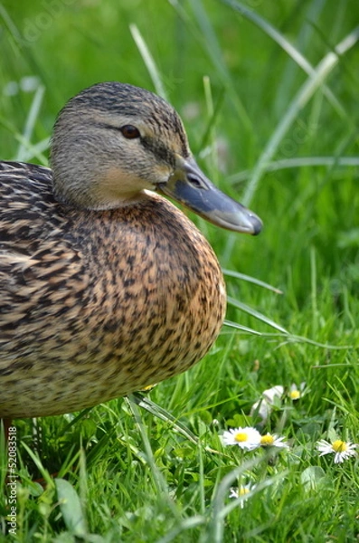 Obraz Ente gut, Alles gut