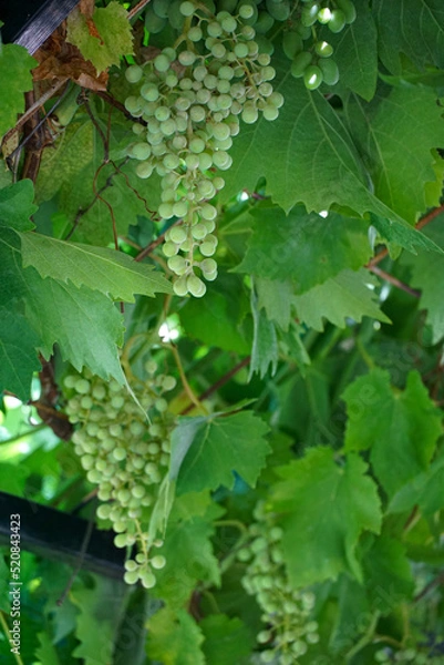 Fototapeta clusters of grapes ripening on the vineyard
