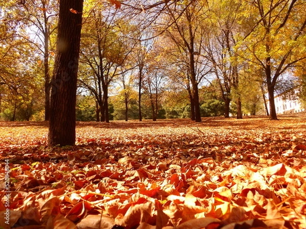 Obraz Hojas en Otoño