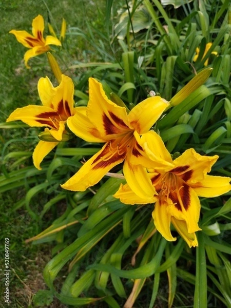 Obraz Yellow lily flower.