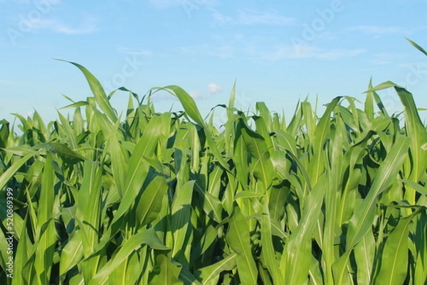 Obraz Green wheat field and sky