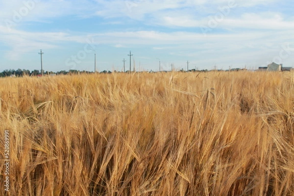 Obraz Field of wheat