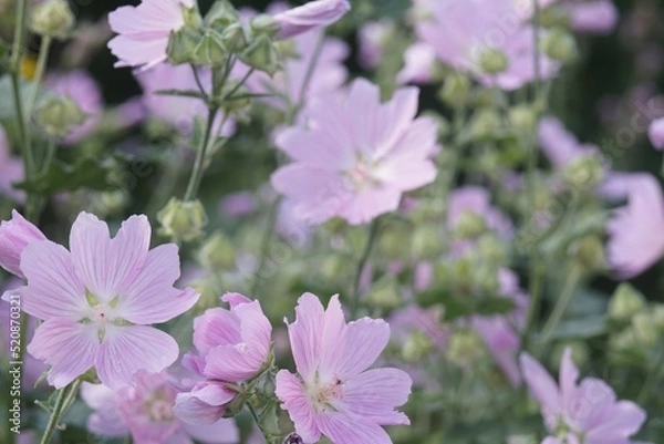 Obraz Full-color horizontal photo. Hatma of Thuringia. Lavatera. Large purple flowers on a green background.