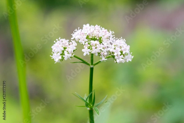 Obraz Closeup of a Valerian flowers (Valeriana officinalis)