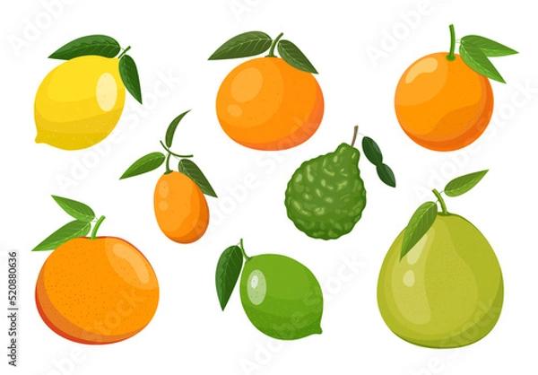 Fototapeta Citrus fruits set: orange, lemon, lime, kumquat and others. Vector illustration isolated on white background