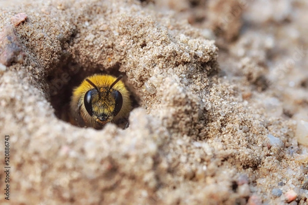 Obraz Mining bee - macro details