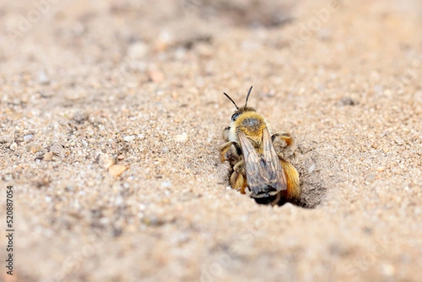 Fototapeta Mining bee - macro details