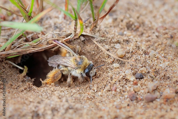 Obraz Mining bee - macro details