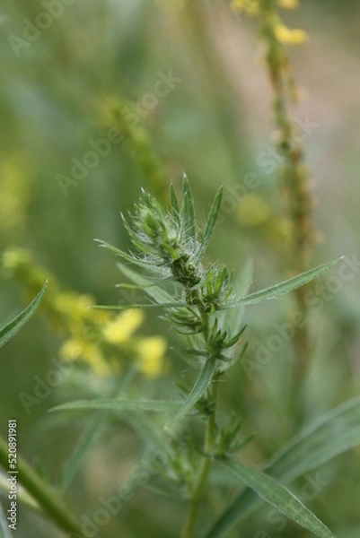Fototapeta grass in the wind