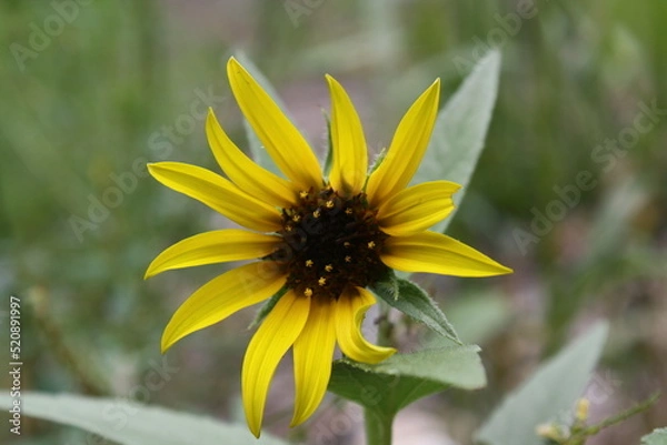 Fototapeta sunflower