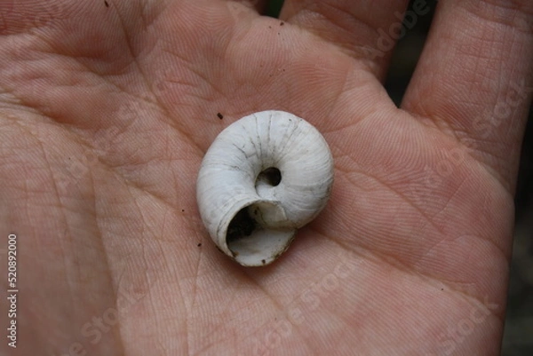 Fototapeta hand holding a snail
