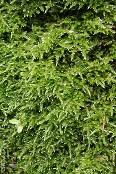 Fototapeta moss texture