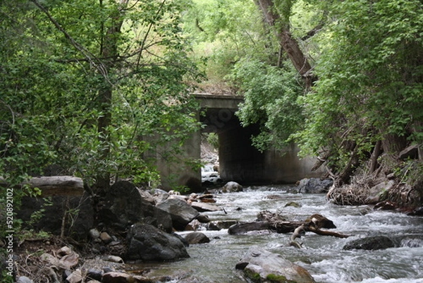 Fototapeta channel in the forest