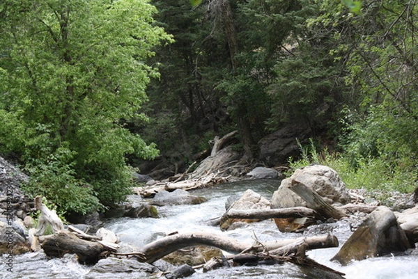 Fototapeta river in the forest