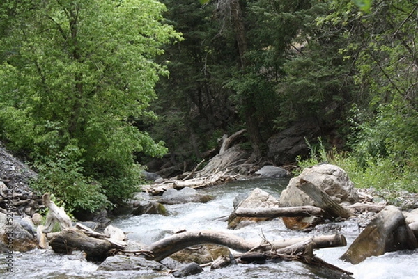 Fototapeta stream in the forest