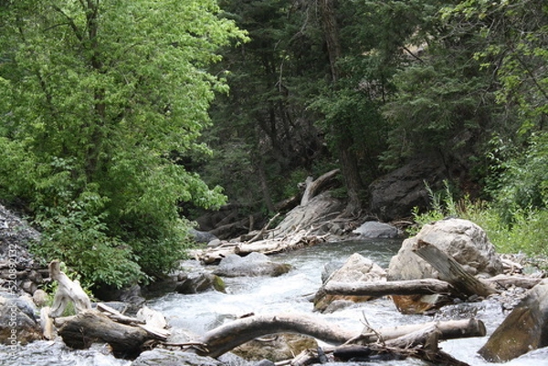Fototapeta stream in the forest