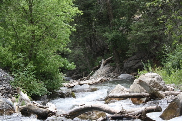 Fototapeta river in the forest