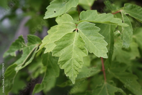 Obraz close up of green leaves