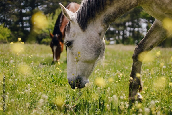 Fototapeta Two horses, gray and red, graze on a spring meadow