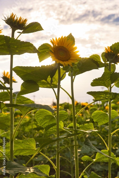 Obraz ひまわりと夕陽