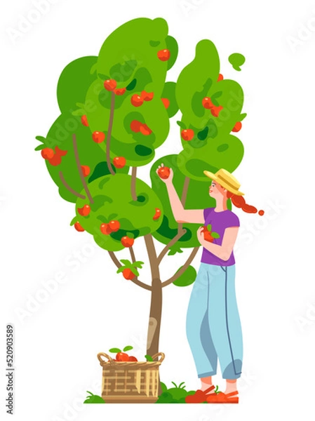 Obraz Smiling woman picking up red apples from the tree. Young woman in a straw hat. Wicker basket full of ripe apples. Apple tree in the garden. Concept for gardening or farming. Vector flat illustration