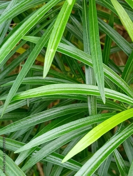 Fototapeta close up of green grass